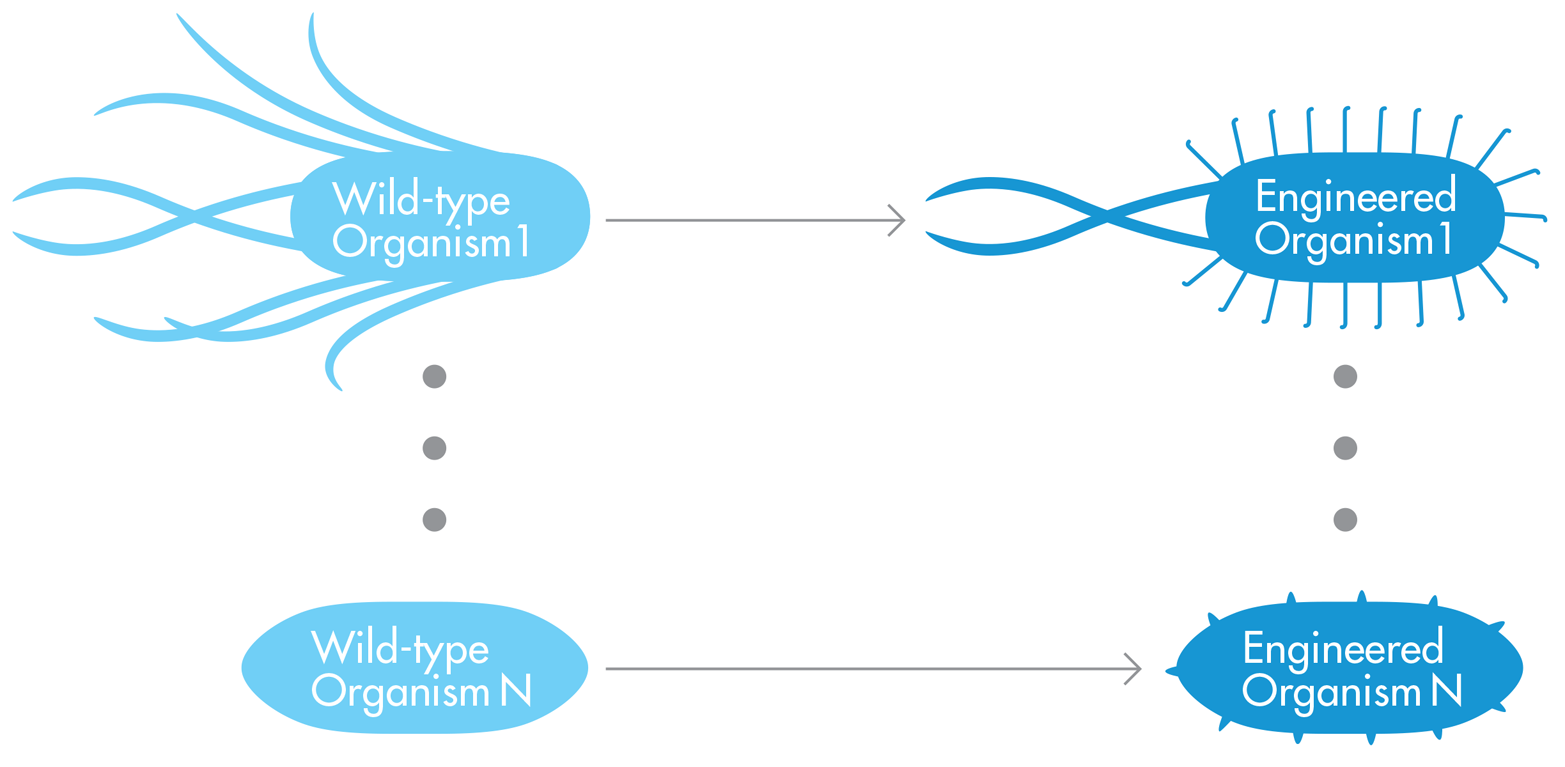 The “nearest wild-type organism” approach to chassis selection. Wild-type Organism 1 can be engineered into relatively similar Engineered Organism 1, which has the same overall shape and multiple flagella, like the parent organism. Similarly, Wild-type Organism N, which has a slightly different shape from Wild-type Organism 1 and no flagella, can be modified to Engineered Organism N. This process would need to be repeated with new wild type organisms for each substantial difference in the engineered organism’s desired properties.