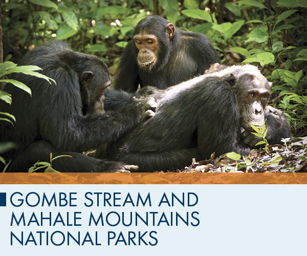 Gombe Stream and Mahale Mountains National Parks