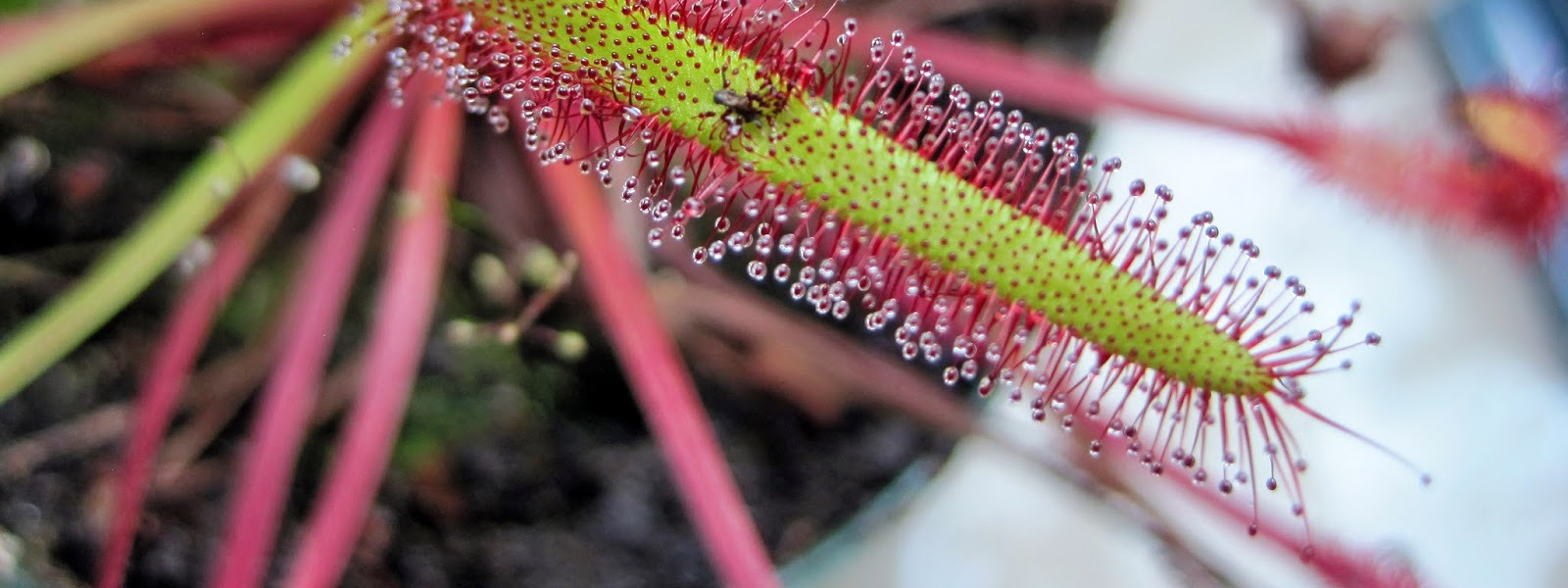 Drosera hirsuta RED - VERY RARE carnivorous plant tuberous sundew ADULT tuber 