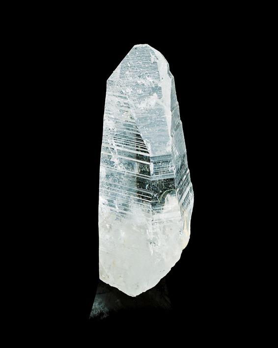 Lemurian Seed