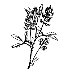 medicago%20%20sativa