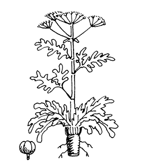 ferula%20%20foetida