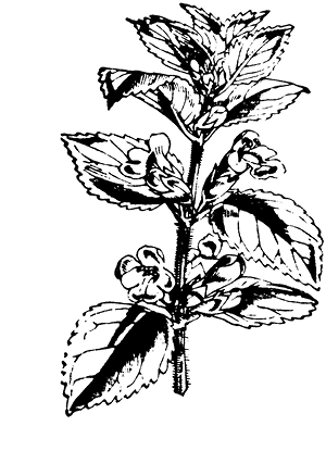 melissa%20%20officinalis