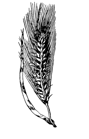 hordeum