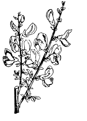 cytisus%20scoparius