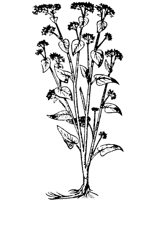 fagopyrum
