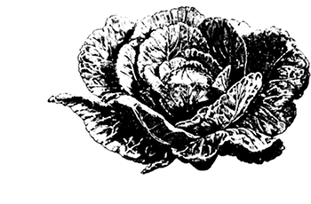 brassica%20oleracea