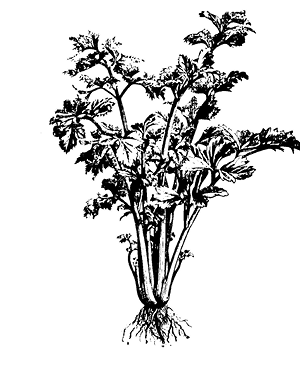 apium%20graveolens