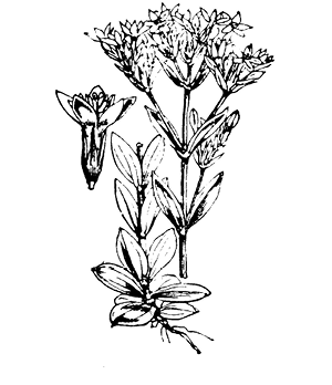 centaurium