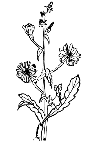 cichorium%20intybus