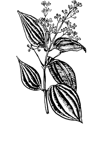 cinnamomum%20zeylanicum