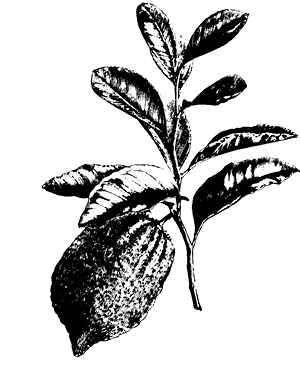 citrus%20medica