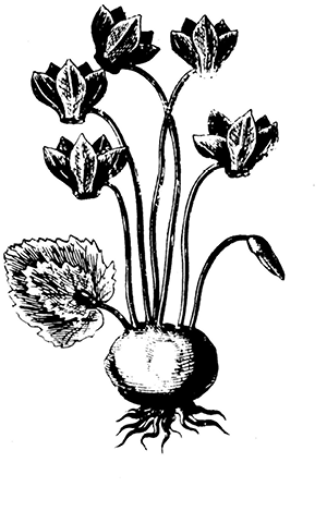 cyclamen