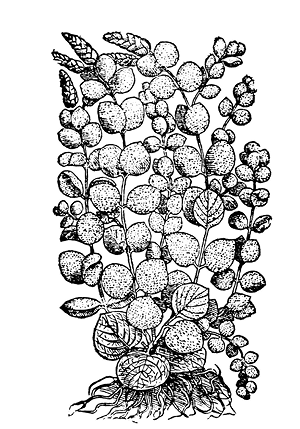 dictamus%20organoides