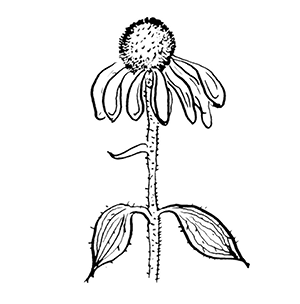 echinacea%20agustifolia