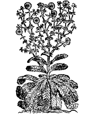 cichorium%20endivia%20dub%20filter