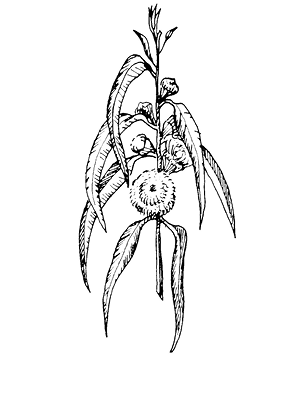 eucalyptus