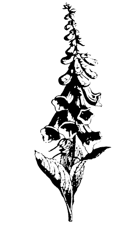 digitalis%20purpurea