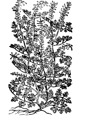 fumaria%20officinalis%20max%20filt