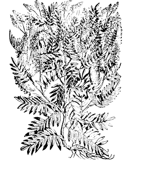 galega%20officinalis