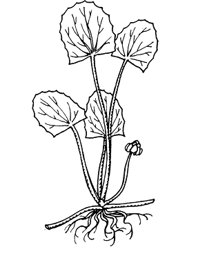 hydrocotyl%20asiatica