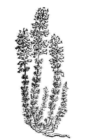 calluna