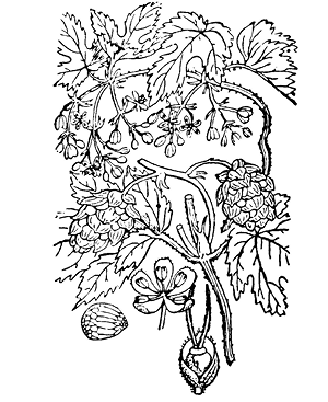 humulus%20lupulus