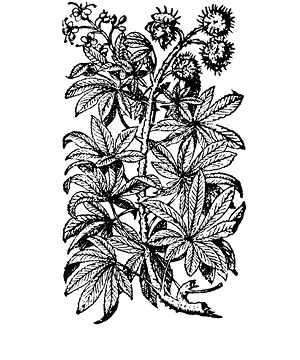 aesculus