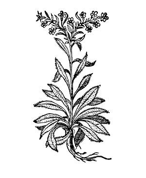 cynoglossum%20officinale