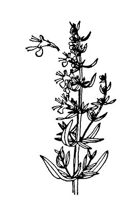 hyssopus%20officinalis