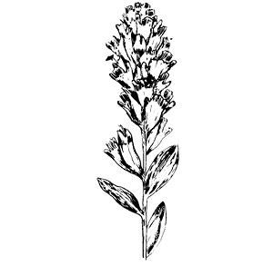 castilleja