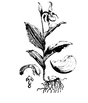 cypripedium%20pubescens