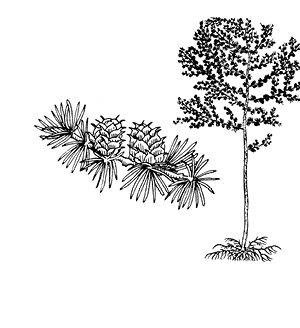 larix%20europaea