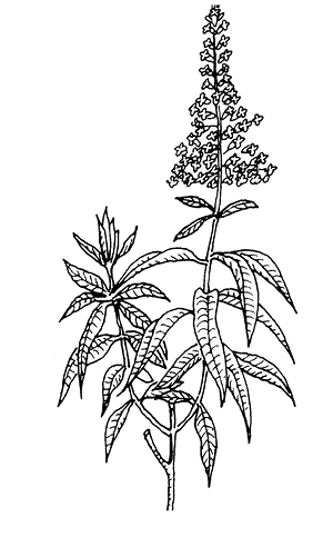 lippia%20citriodora