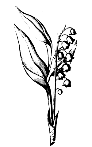 convallaria