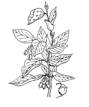 liquidambar