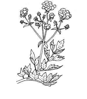 levisticum%20officinale