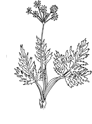 lomatium%20folniculaceum