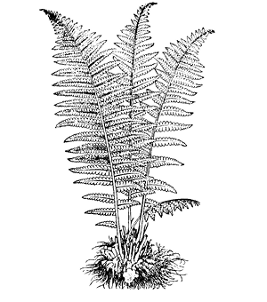 dryopteris%20felix-mas%20max%20filt