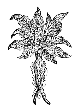 mandragora%20officinale%20MFILT