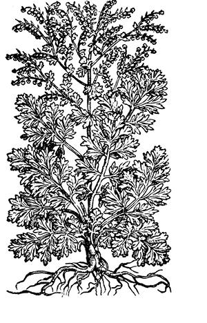 artemisia%20vulgaris