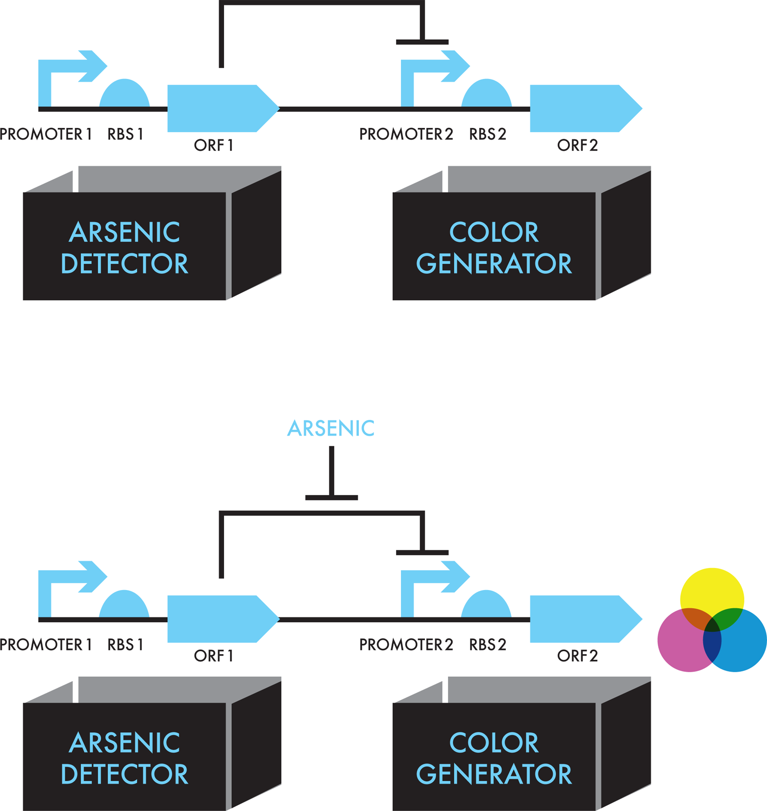 Unpacking the “black box” devices into parts. The arsenic-detector device and the color-generator device are each composed of a promoter, an RBS, and an ORF. In the absence of arsenic (top), the product of ORF 1 inhibits promoter 2, and therefore the color generator is “off.” Relief of inhibition in the presence of arsenic (bottom) frees the color generator device to turn “on.”