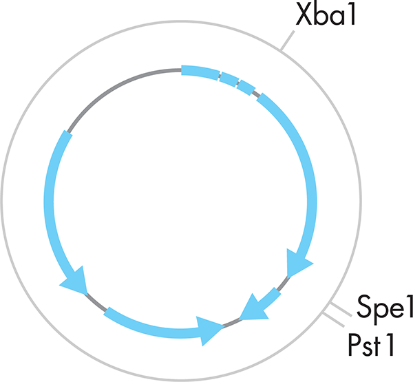 A standard plasmid representation. The gray circle represents the plasmid. The blue arrows represent the functional portions of the plasmid, with the arrows representing the direction of transcription required for that component. XbaI, SpeI, and PstI mark sites that would be cut by the corresponding restriction enzyme.