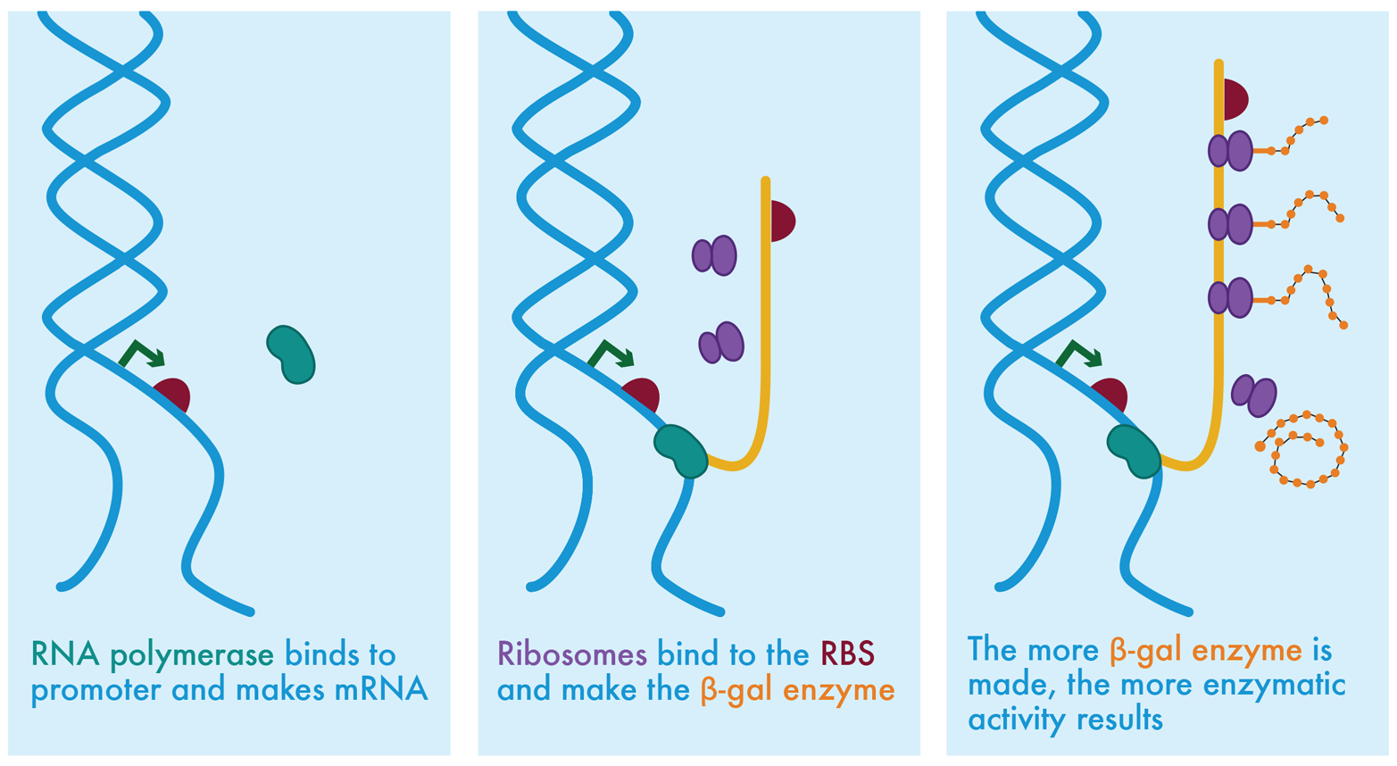 Molecular biology’s central dogma. In the leftmost panel, RNA polymerase (green bean shape) is shown near the promoter region of unwound DNA. The promoter region consists of the promoter (green arrow) and the RBS (maroon semicircle). In the center panel, the RNA polymerase has bound to the promoter and started to transcribe the mRNA (shown as an orange strip). Ribosomes, shown as purple shapes, are collecting near the ribosome binding site on the mRNA. Translation of the mRNA into proteins is shown on the right, with synthesis of the orange protein progressing as each ribosome translates farther along the mRNA.