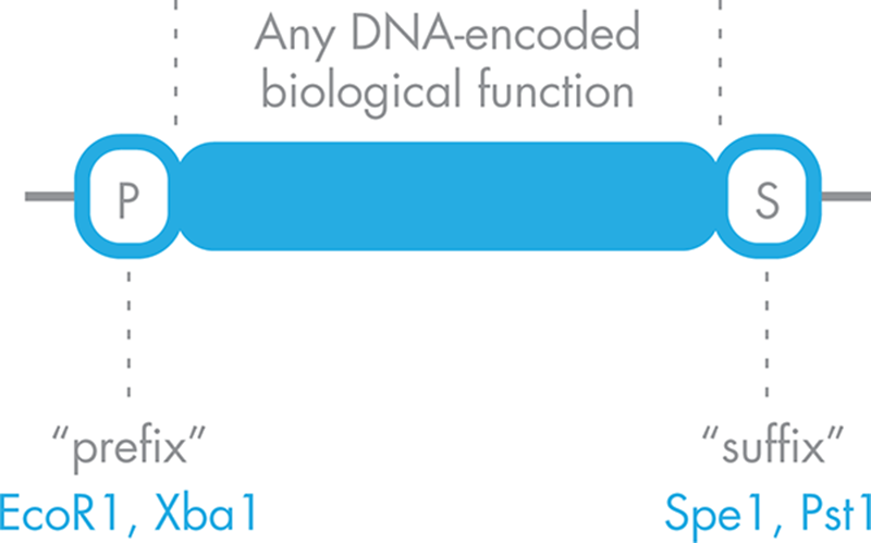 A standardized BioBrick part. A DNA-encoded function is shown in blue, flanked by a standardized prefix sequence, “P,” that carries with it two known restriction sites and a standardized suffix sequence, with two different restriction sites.