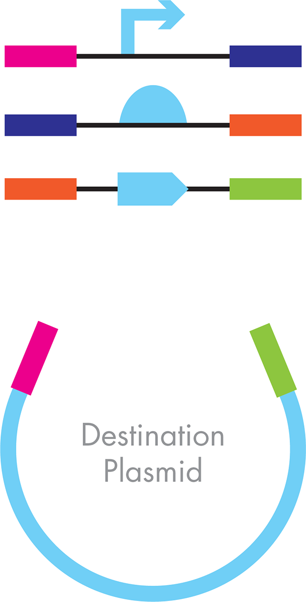 Gibson assembly. The different parts of the desired final plasmid include the functional parts—promoter, RBS, and ORF—are shown in light blue. The engineered flanking sequences that guide the order and orientation for assembly are signified by the colored bars.