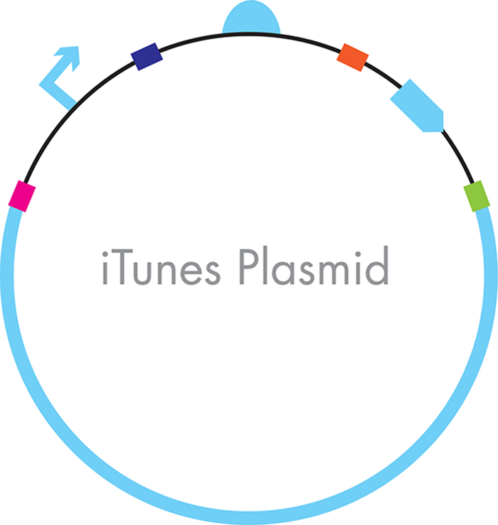 An iTunes plasmid constructed through Gibson assembly. One of the final DNA constructs is shown with the colored bars between the parts representing the parts of the sequences that were engineered to overlap so that they could be attached to one another in order in a single assembly reaction.