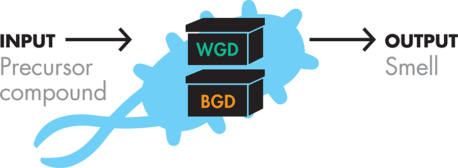 Device-level design. The wintergreen-generating device (WGD) converts a precursor compound input into wintergreen smell output. The banana-generating device (BGD) converts precursor input into banana smell output.