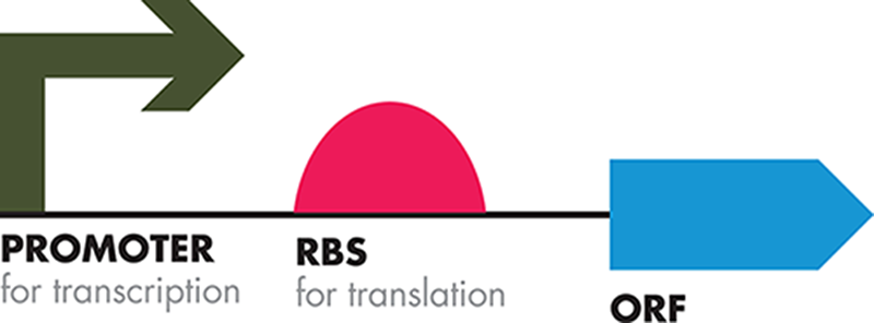 Symbolic representation of a gene expression unit. The promoter sequence, represented by the arrow on the left binds RNA polymerase to initiate transcription. The ribosome binding site, abbreviated as “RBS” and represented by a half-circle, is a DNA sequence that encodes the segment of mRNA where the ribosome binds to initiate translation. The open reading frame, abbreviated “ORF” and represented by the arrow on the right represents a DNA sequence that encodes a protein. The direction of the arrows for the promoter and ORF indicate the direction in which they are read.