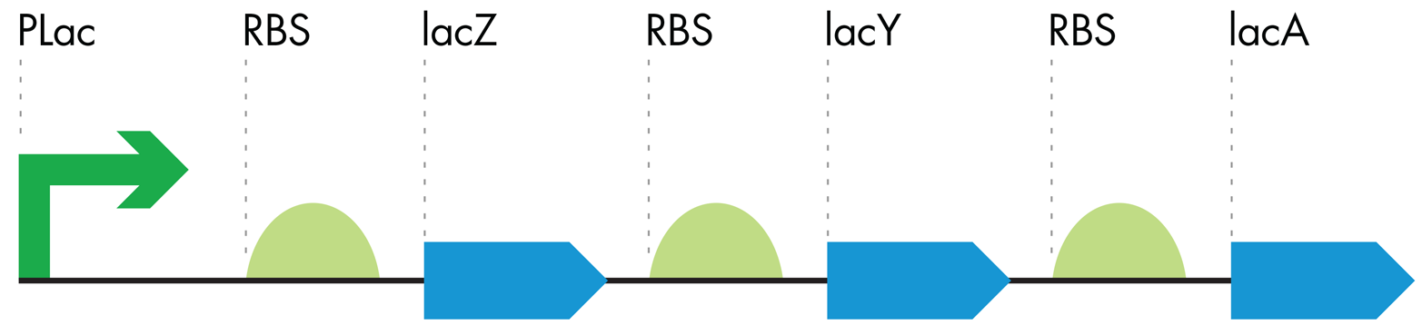 Symbolic representation of the lac operon. The lac operon consists of a single promoter (pLac, green arrow) controlling three downstream RBS-ORF pairs (green semi-circles and blue arrows, respectively). The operon produces the enzymes necessary to metabolize sugars only when glucose is not present.